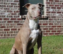 Dogs Pit Bull Domestic