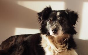 Dog Border Collie black and white