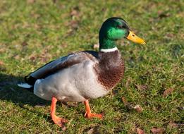 Mallard Drake walking on grass