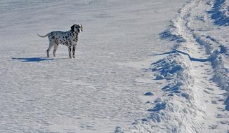 Winter Snow road Dog