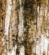 Wood Texture Trunk Old picture