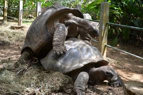 mating of two giant tortoises in the Seychelles