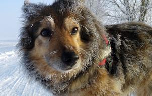 Dog Mixed Breed at Winter