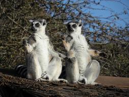 charming Lemur Primates Wildlife