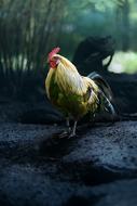 golden and black rooster outdoor