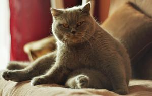 Cat Animals Domestic sad