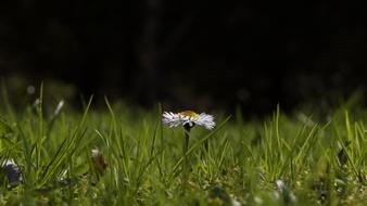 Daisy Grass Summer