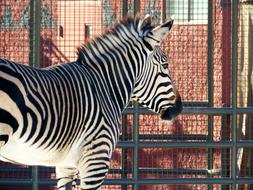 Zebra Stripes, zoo