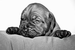 Dog Baby Small