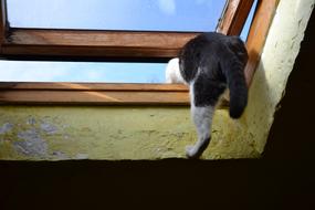 cat Climbs Through The Window
