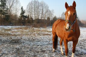 The Horse Winter Pasture Land