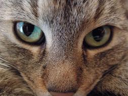 charming Kitten Head eyes