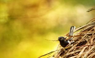 Robin Sparrow at yellow background