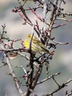 yellow bird on a tree branch on a blurred background