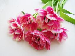 Tulip Bouquet Pink Cut