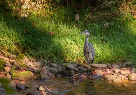 Bird Heron Nature forest