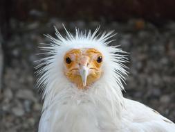 white Raptor Bird Nature