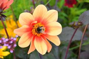 the bumblebee gathers nectar in the heart of the flower