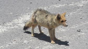 Fox Zorro Bolivia
