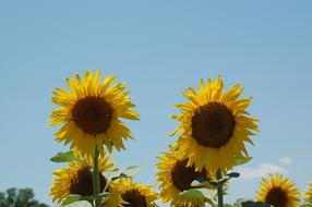 Sunflowers Sunflower