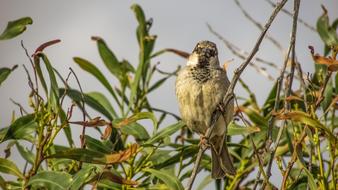 Sparrow green Tree