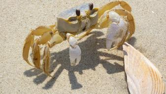 Blue Crab Shell