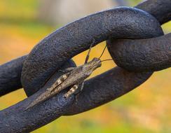 Grasshopper Insect on big chine