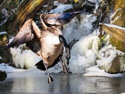 Animal Greylag Goose Bird at winter