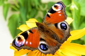 orange red Butterfly Peacock Insect