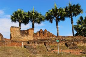 palm trees over ancient ruins