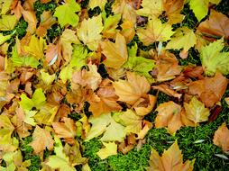 Leaves Autumn Fall Color Forest