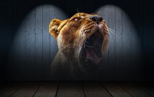lion head teeth