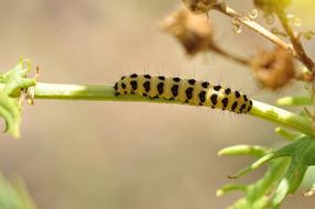 Caterpillar Insect close-up on blurred background