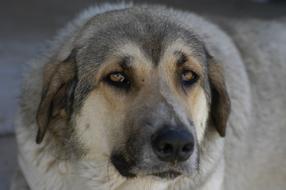 Dog Animal old