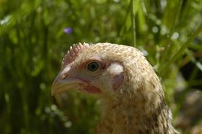 young Hen head at greenery