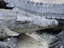 big crocodiles at the zoo