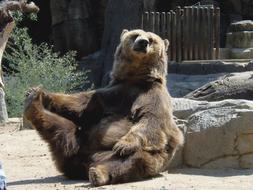 Bear Sitting Brown