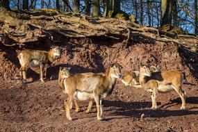 Mouflon Sheep Winter Fur Wild