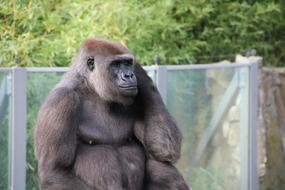 cute Gorilla in Zoo, germany, Berlin