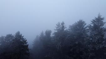 Fog Canopy