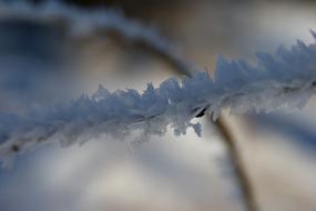 snow white branch