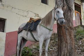 charmingly cute Horse Colombia Villarrica