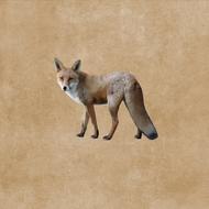 Fuchs Red Fox Wild Animal