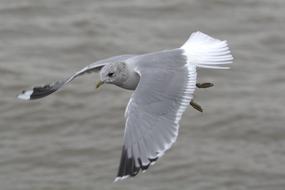 grey Herring Gull Seagull