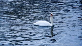 Swan Lake bird