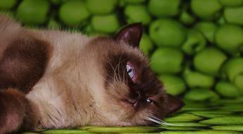 Cat British Shorthair against the background of green apples