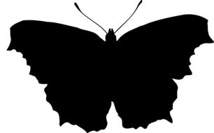 animal butterfly insect silhouette drawing