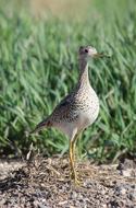 photo of upland sandpiper on the lawn