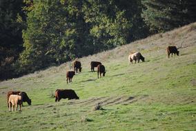 Cattle Meadows