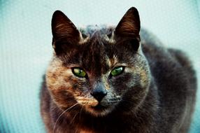Kitten Green Eye